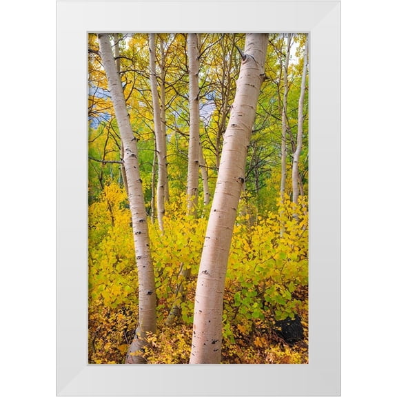 Bishop, Russ 13x18 White Modern Wood Framed Museum Art Print Titled - Fall color along Bishop Creek-Inyo National Forest-California-USA