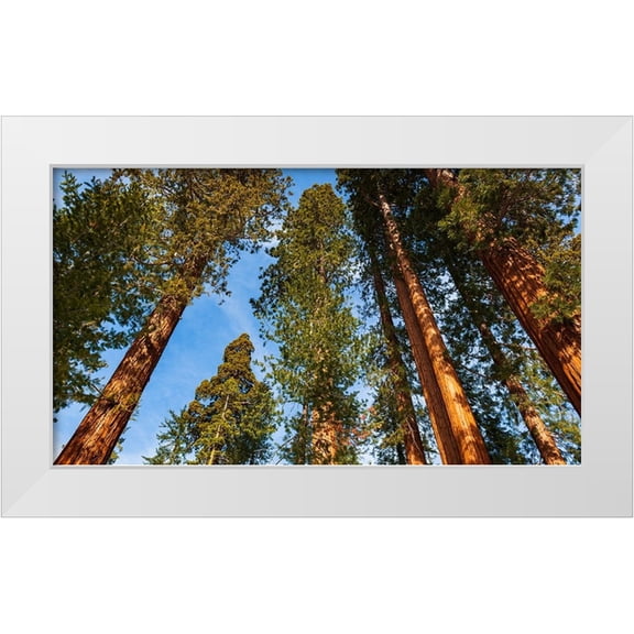 Bishop, Russ 14x10 White Modern Wood Framed Museum Art Print Titled - Giant Sequoia in the Mariposa Grove-Yosemite National Park-California-USA