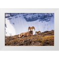 thumbnail image 1 of Bishop, Russ 14x11 White Modern Wood Framed Museum Art Print Titled - Bighorn rams on Wilcox Ridge under Mount Athabasca-Jasper National Park-Alberta-Canada, 1 of 4