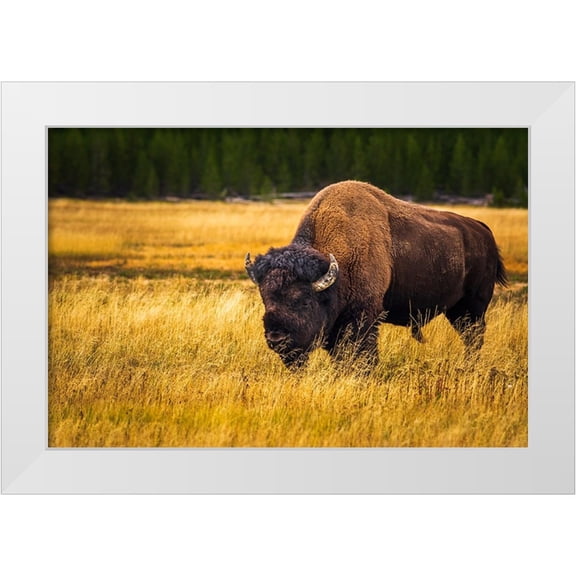 Bishop, Russ 14x11 White Modern Wood Framed Museum Art Print Titled - Bison-Yellowstone National Park-Wyoming-USA