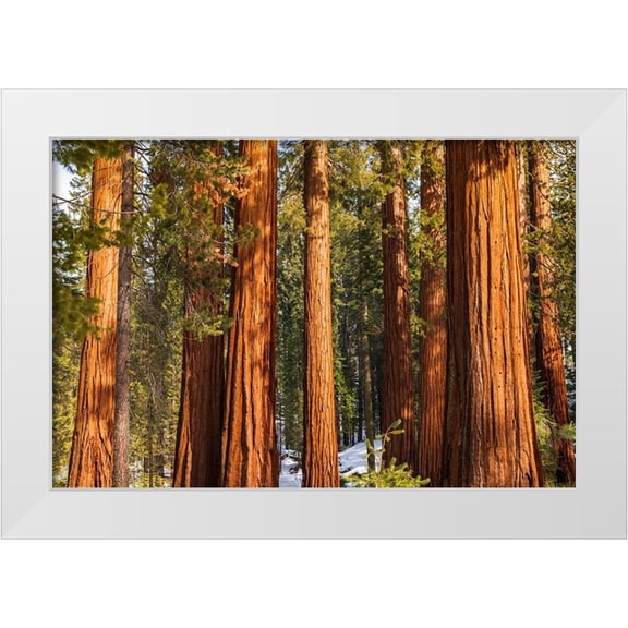 Bishop, Russ 14x11 White Modern Wood Framed Museum Art Print Titled - Giant Sequoia in the Mariposa Grove-Yosemite National Park-California-USA
