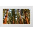 thumbnail image 1 of Bishop, Russ 18x12 White Modern Wood Framed Museum Art Print Titled - Giant Sequoia in the Mariposa Grove-Yosemite National Park-California-USA, 1 of 4