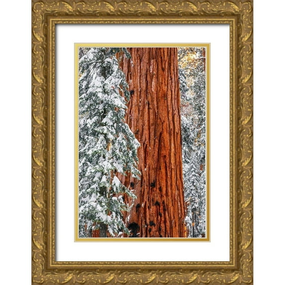 Bishop, Russ 23x32 Gold Ornate Wood Framed with Double Matting Museum Art Print Titled - Giant Sequoia in the Congress Grove in winter-Giant Forest-Sequoia National Park-California-USA