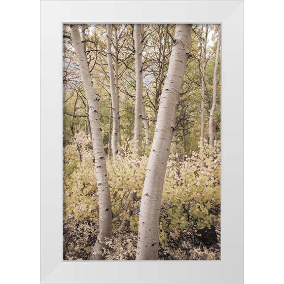 Bishop, Russ 23x32 White Modern Wood Framed Museum Art Print Titled - Fall color along Bishop Creek-Inyo National Forest-California-USA