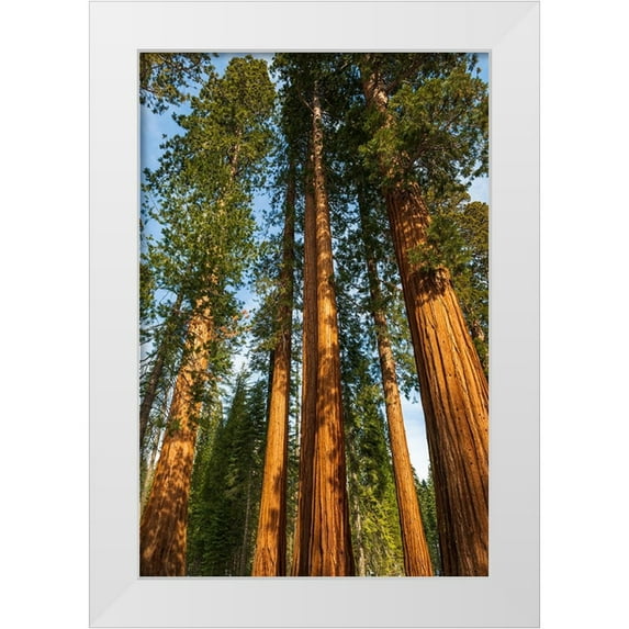 Bishop, Russ 23x32 White Modern Wood Framed Museum Art Print Titled - Giant Sequoia in the Mariposa Grove-Yosemite National Park-California-USA