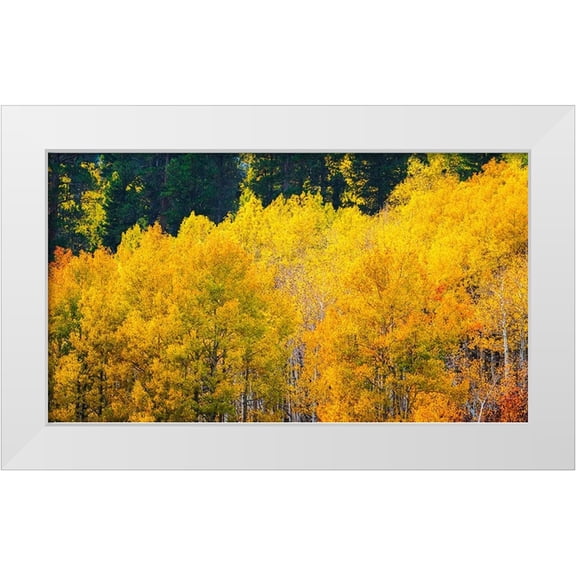 Bishop, Russ 24x15 White Modern Wood Framed Museum Art Print Titled - Quaking aspen in full autumn color along Bishop Creek-Inyo National Forest-California-USA