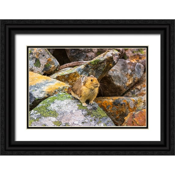 Bishop, Russ 24x17 Black Ornate Wood Framed with Double Matting Museum Art Print Titled - American Pika-Ochotona princeps-Jasper National Park-Alberta-Canada