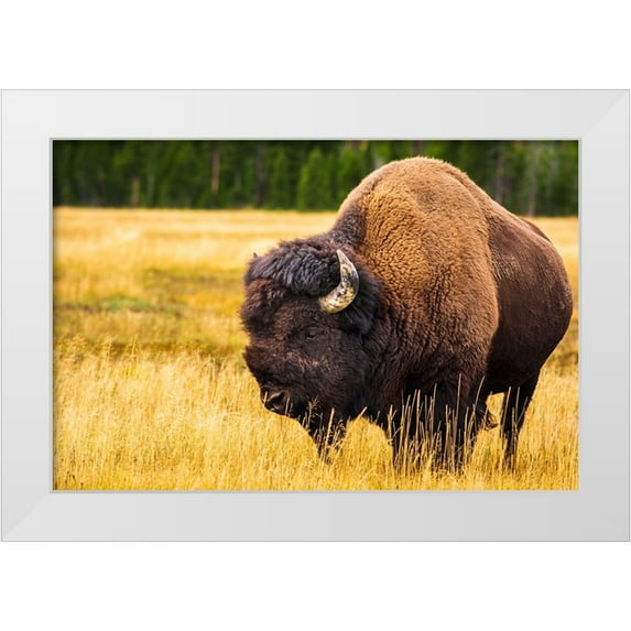 Bishop, Russ 24x17 White Modern Wood Framed Museum Art Print Titled - Bison-Yellowstone National Park-Wyoming-USA