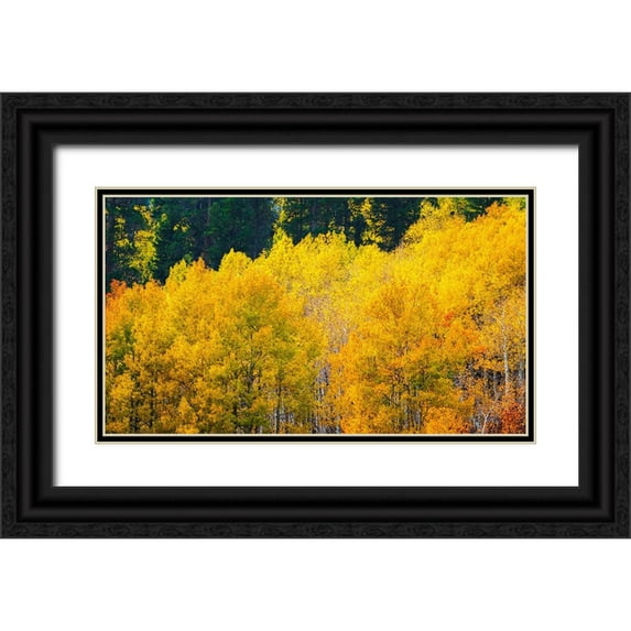 Bishop, Russ 32x20 Black Ornate Wood Framed with Double Matting Museum Art Print Titled - Quaking aspen in full autumn color along Bishop Creek-Inyo National Forest-California-USA