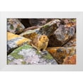 thumbnail image 1 of Bishop, Russ 32x23 White Modern Wood Framed Museum Art Print Titled - American Pika-Ochotona princeps-Jasper National Park-Alberta-Canada, 1 of 4