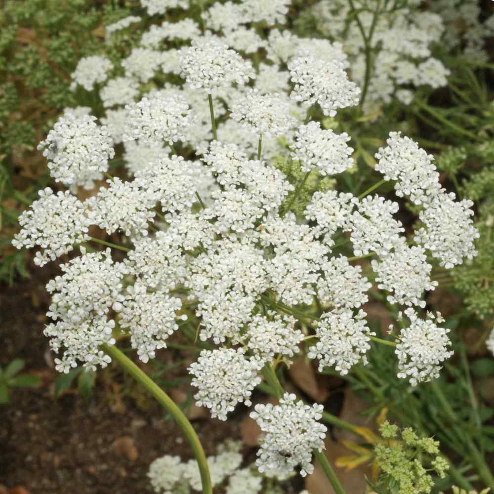 Bishop's Flower or Queen Anee's Lace Seed - Ammi Majus Flower Seeds - 1 LB
