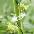 thumbnail image 1 of Bisitoy 100 Pcs Plant Support Clips,Plastic Clips for Securing Plants,Tomato Vine Clips,Plant Fixing Clips,Garden Clips for Climbing Plants,Grape and Vine Vegetables (Clear, One Size), 1 of 4