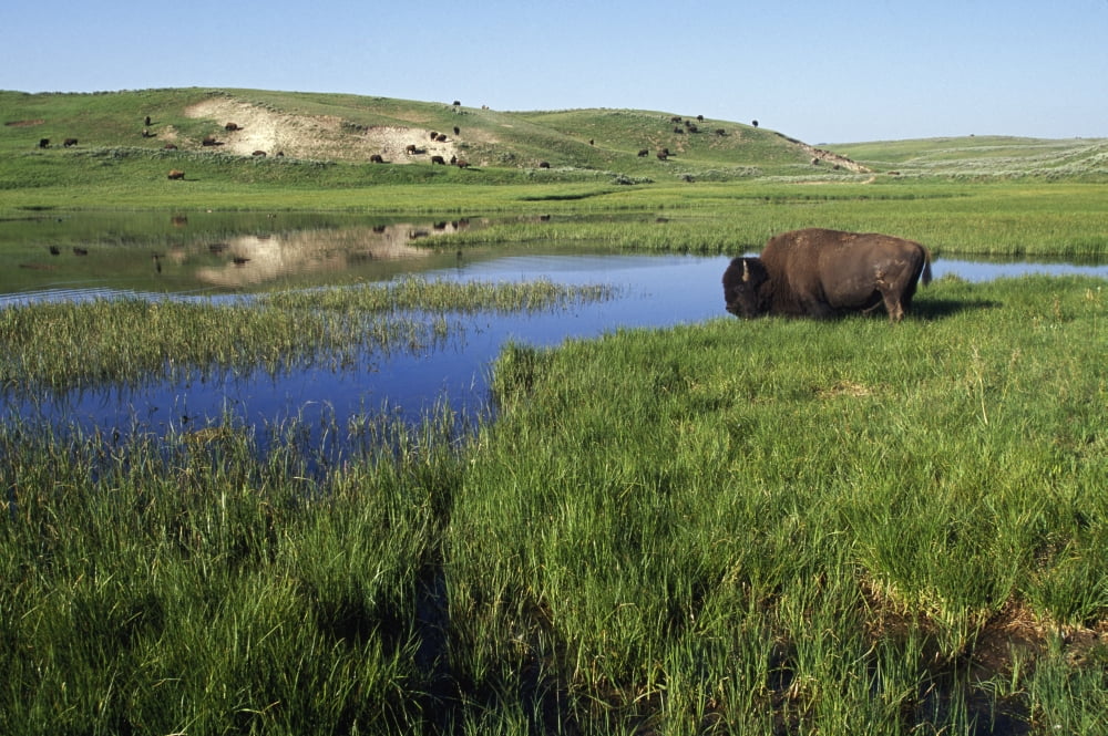 Bison At Edge Of Pool Hayden Valley Yellowstone National Park Wyoming Usa Canvas Art - David Ponton Design Pics (19 x 12)