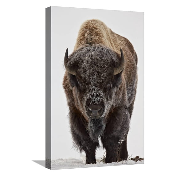 Art.com Bison (Bison Bison) Bull Covered with Frost in the Winter Stretched Canvas Print Wall Art by James Hager, 12" x 18"