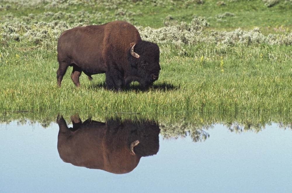 Bison (Bison Bison) On Grassy Meadow With Reflection In Pool Canvas Art - David Ponton Design Pics (19 x 12)