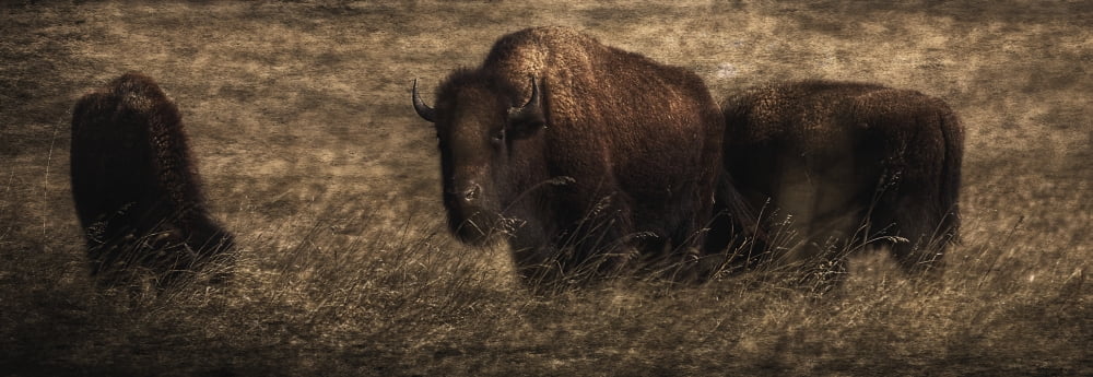 Bison (Bison bison athabascae) grazing Elk Island National Park Alberta Canada Canvas Art - Ron Harris Design Pics (36 x 12)