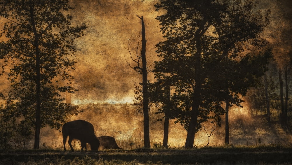 Bison (Bison bison athabascae) grazing Elk Island National Park Alberta Canada Canvas Art - Ron Harris Design Pics (40 x 22)