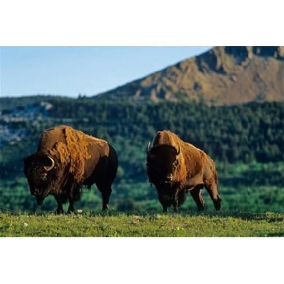 Bison Bulls Waterton Lakes Np Alberta Canada Poster Print by Chuck Haney - 27 x 18 in.