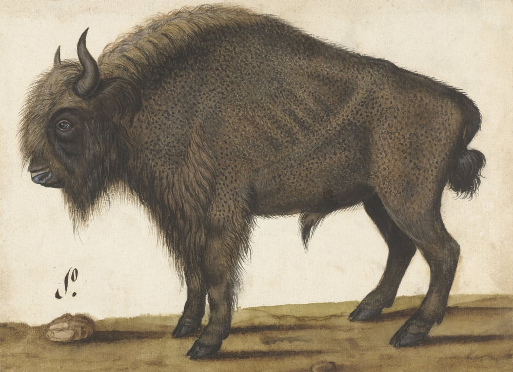 Bison Canvas Art - (24 x 18)