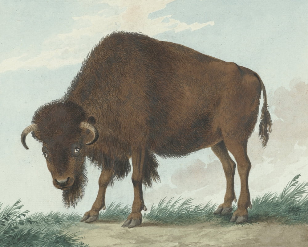 Bison Canvas Art - (36 x 24)