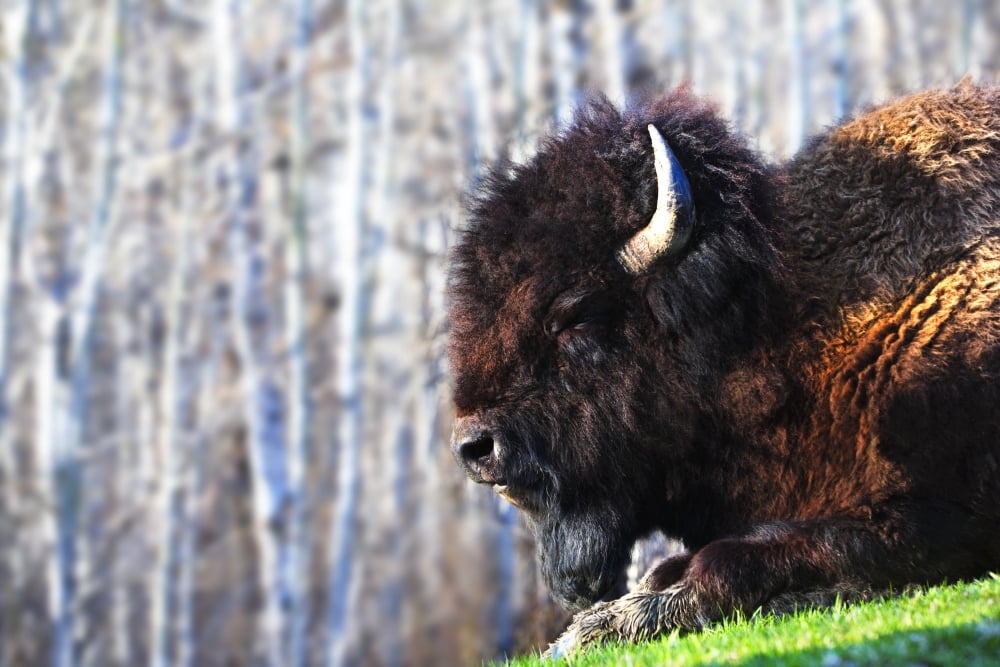 Bison Canvas Art - Richard Wear Design Pics (34 x 22)