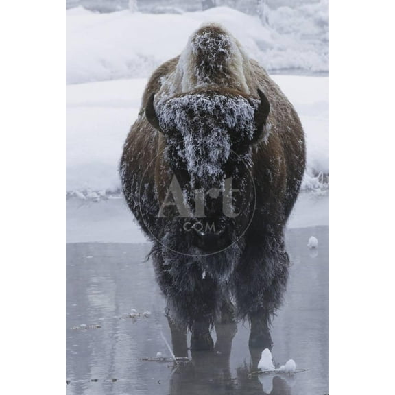 Bison Covered in Frost, Animals Unframed Photographic Print Wall Art by W^ Perry Conway Sold by ArtCom