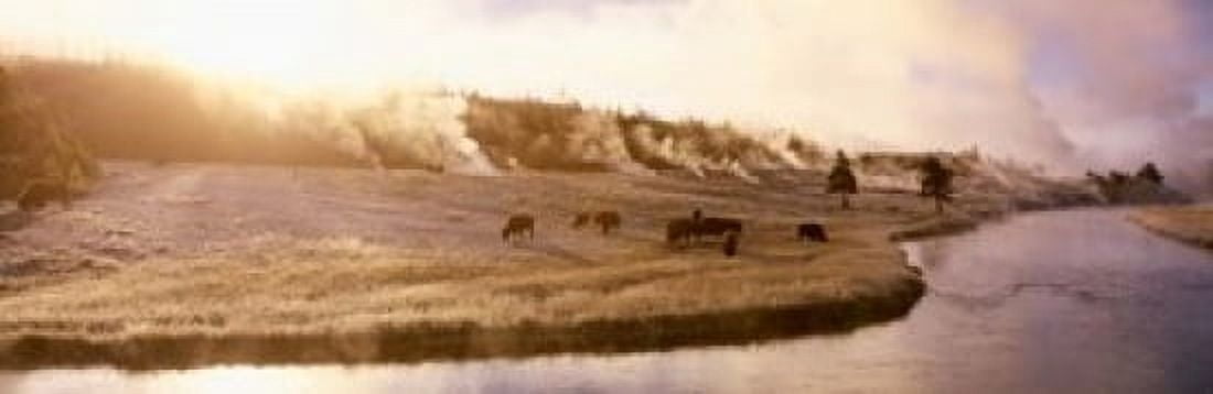 Bison Firehole River Yellowstone National Park WY Canvas Art - Panoramic Images (37 x 12)