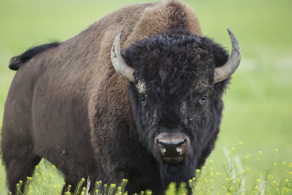 Bison Grasslands National Park Saskatchewan Canada Canvas Art - Robert Postma Design Pics (19 x 12)