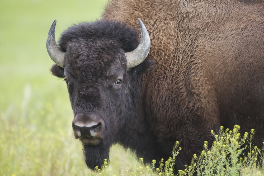 Bison Grasslands National Park Saskatchewan Canada Canvas Art - Robert Postma Design Pics (19 x 12)
