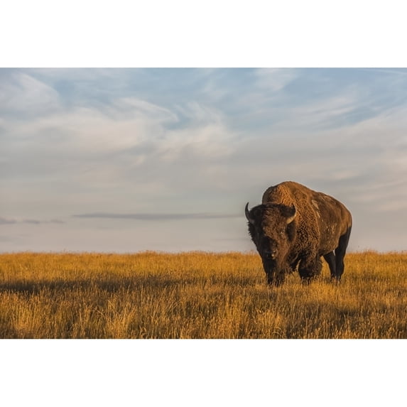 Bison Grasslands National Park; Saskatchewan Canada Poster Print by Robert Postma / Design Pics (17 x 11
