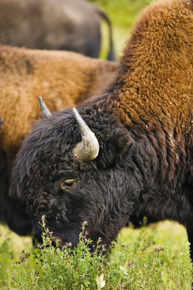 Bison Grazing Northern British Columbia Canvas Art - Yves Marcoux Design Pics (11 x 17)