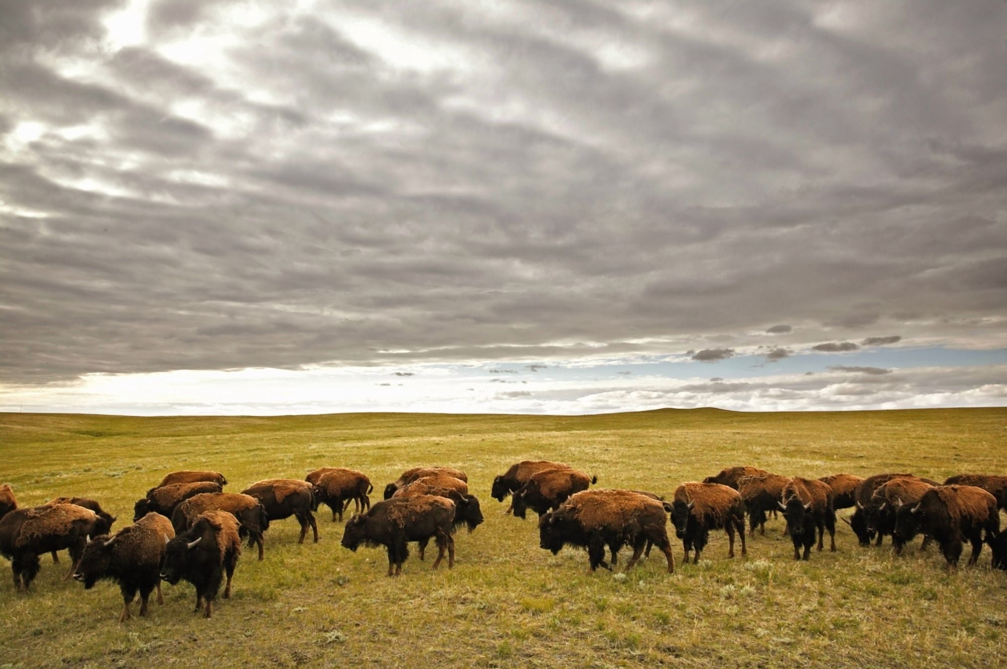 Bison Grazing Saskatchewan Canada Canvas Art - Greg Huszar Photography Design Pics (36 x 22)