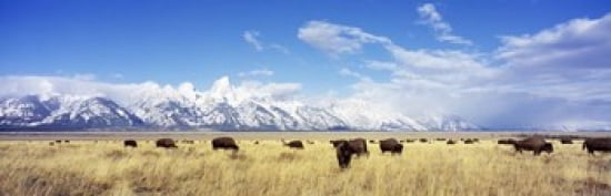 Bison Herd Grand Teton National Park Wyoming USA Canvas Art - Panoramic Images (36 x 12)
