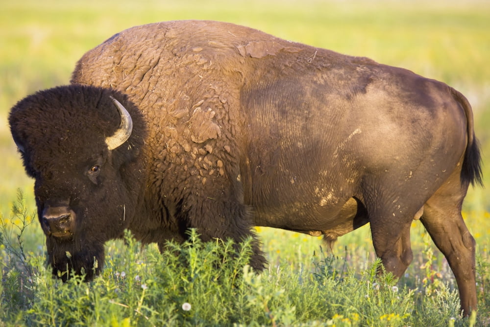 Bison In Grasslands National ParkSaskatchewan Canada Canvas Art - Robert Postma Design Pics (18 x 12)