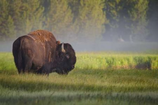 Bison In Morning Light Canvas Art - Sandipan Biswas (12 x 18)