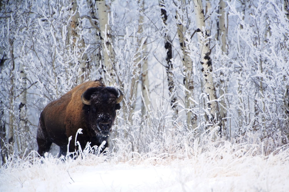 Bison In The Snow Elk Island National Park Alberta Canada Canvas Art - Richard Wear Design Pics (17 x 11)