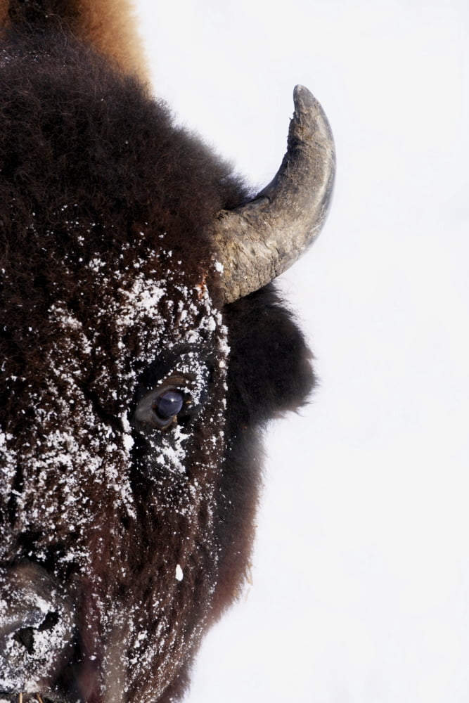 Bison In Winter Canvas Art - Richard Wear Design Pics (11 x 17)