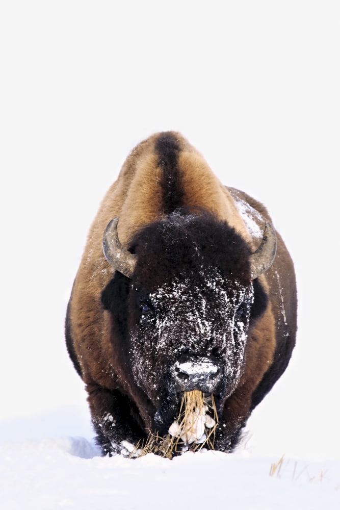 Bison In Winter Canvas Art - Richard Wear Design Pics (11 x 17)