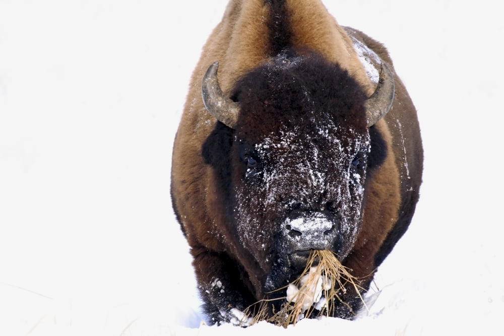 Bison In Winter Canvas Art - Richard Wear Design Pics (17 x 11)