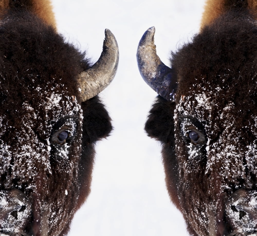 Bison In Winter Canvas Art - Richard Wear Design Pics (28 x 26)
