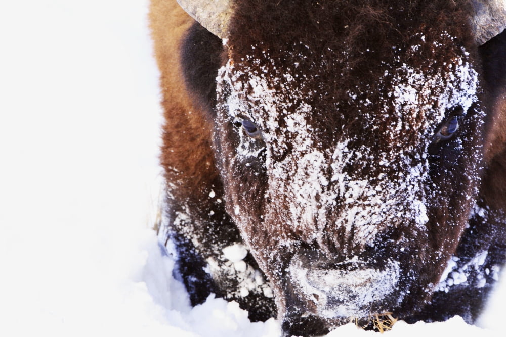 Bison In Winter Canvas Art - Richard Wear Design Pics (34 x 22)