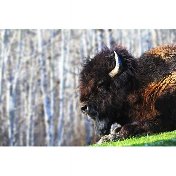 Bison Poster Print by Richard Wear - 17 x 11