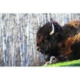 thumbnail image 1 of Bison Poster Print by Richard Wear, 34 x 22 - Large, 1 of 1
