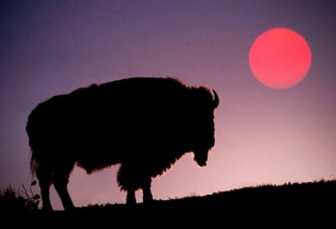 Bison Silhouetted at Sunrise Yellowstone National Park Wyoming Canvas Art - Adam Jones DanitaDelimont (36 x 24)