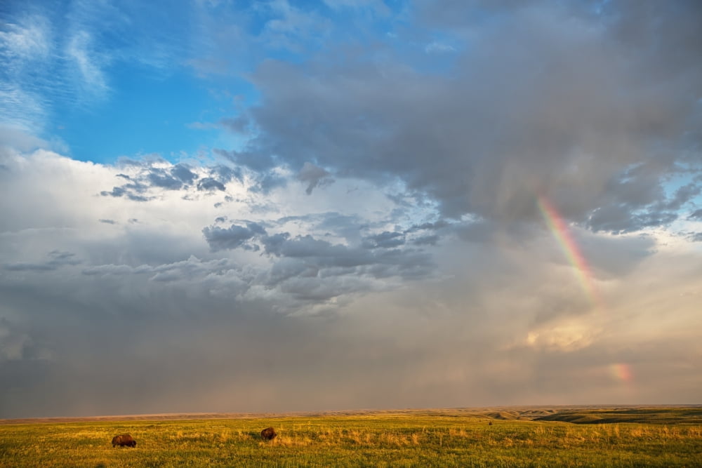 Bison Under A Passing Storm Over The Prairies In Grasslands National ParkSaskatchewan Canada Canvas Art - Robert Postma Design Pics (19 x 12)
