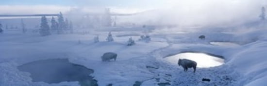 Bison West Thumb Geyser Basin Yellowstone National Park Wyoming USA Canvas Art - Panoramic Images (36 x 12)