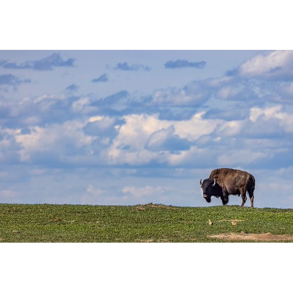 Bison bull in prairie dog town against the big sky in Theodore Roosevelt National Park-North Dakota Poster Print - Chuck Haney (36 x 24)