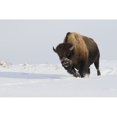 thumbnail image 1 of Bison bull on the move Poster Print by Ken Archer, 1 of 1