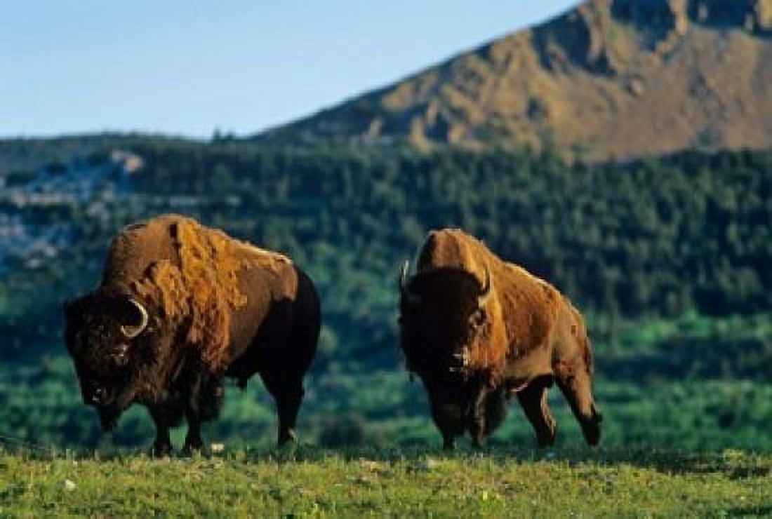 Bison bulls Waterton Lakes NP Alberta Canada Canvas Art - Chuck Haney DanitaDelimont (36 x 24)