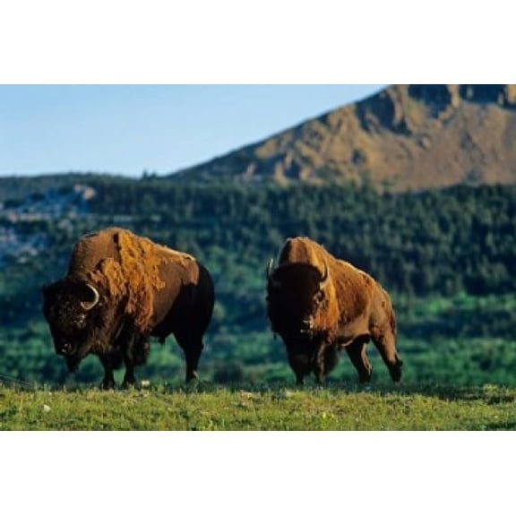 Bison bulls Waterton Lakes NP Alberta Canada Canvas Art - Chuck Haney DanitaDelimont (36 x 24)